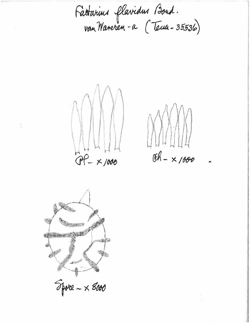 Lactarius flavidus image