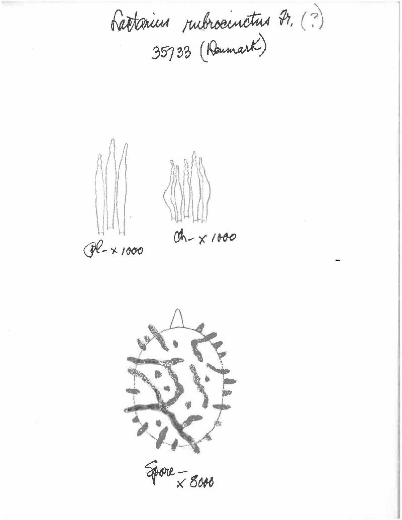 Lactarius rubrocinctus image