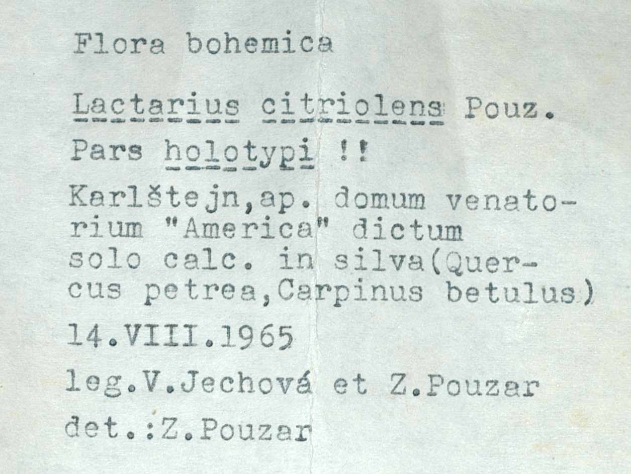 Lactarius citriolens image