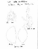 Hebeloma crustuliniforme image