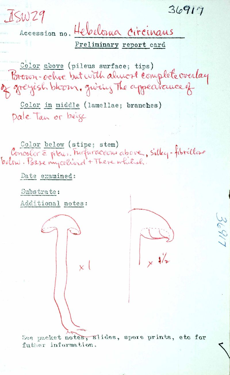 Hebeloma circinans image