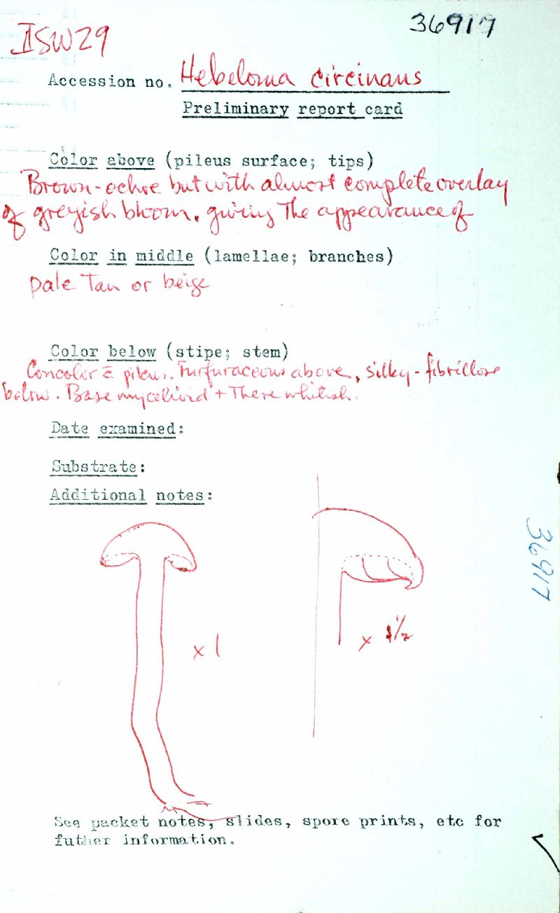 Hebeloma circinans image