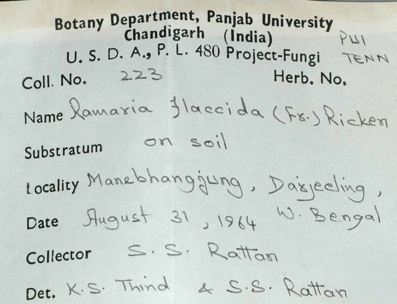 Ramaria sikkimia image