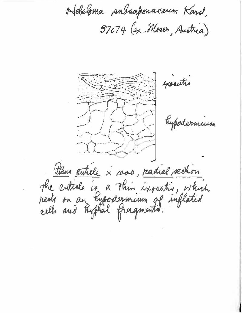 Hebeloma subsaponaceum image