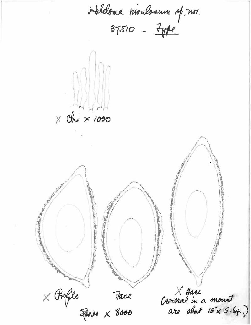 Hebeloma rivulosum image