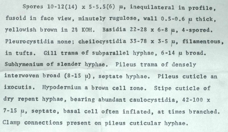 Hebeloma caulocystidiosum image