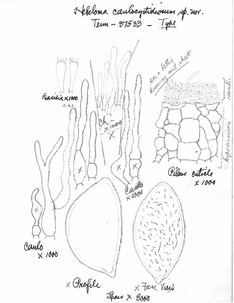 Hebeloma caulocystidiosum image
