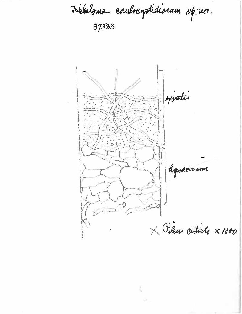 Hebeloma caulocystidiosum image