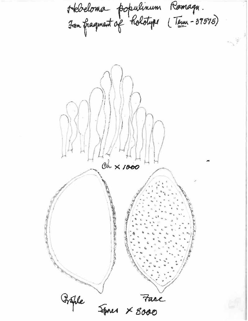 Hebeloma populinum image