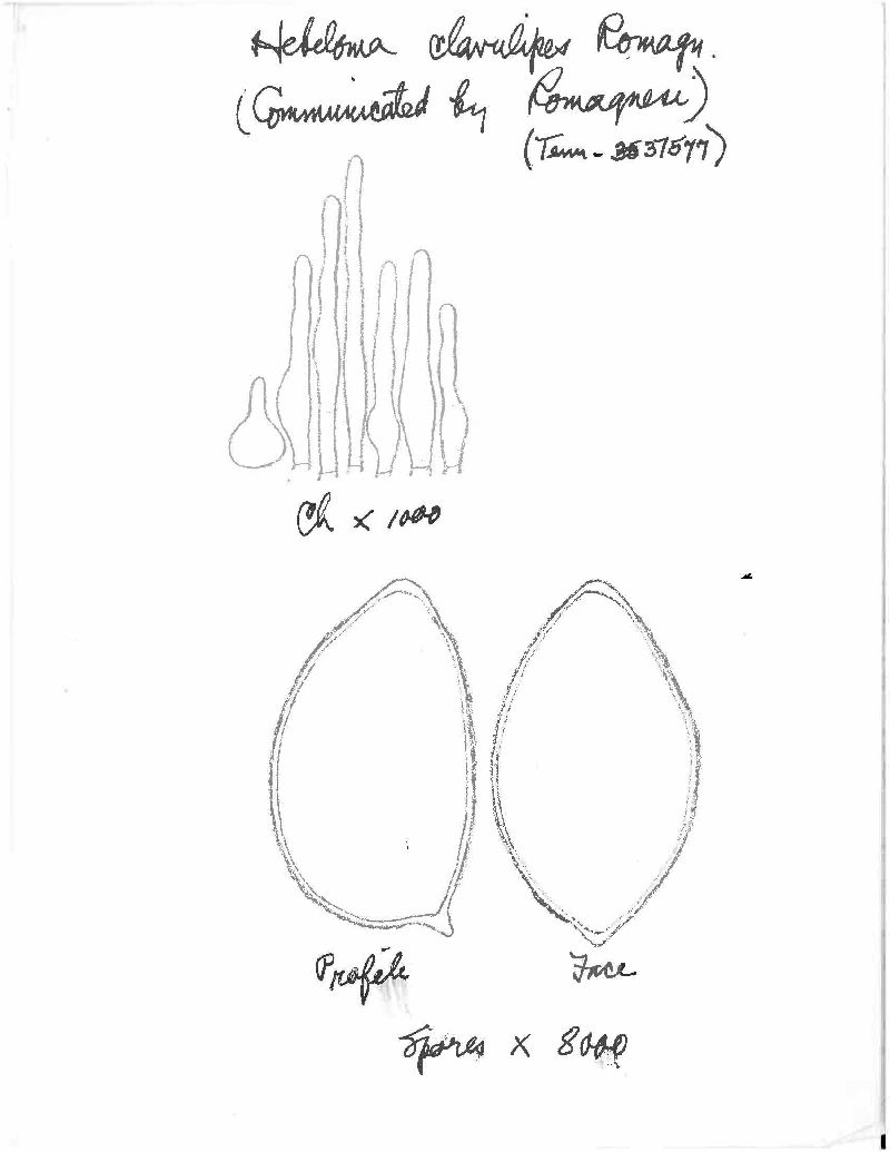 Hebeloma clavulipes image