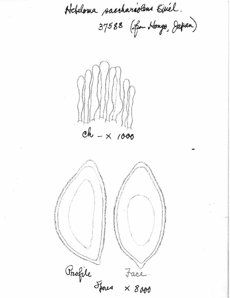 Hebeloma sacchariolens image