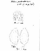 Hebeloma sacchariolens image