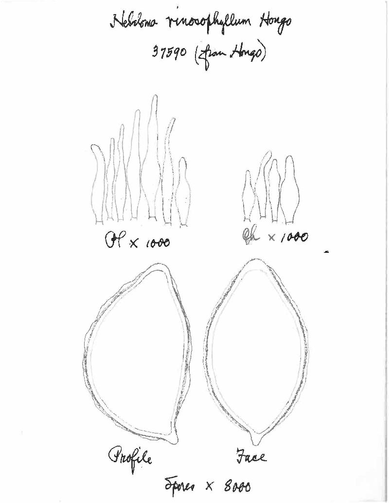 Hebeloma vinosophyllum image