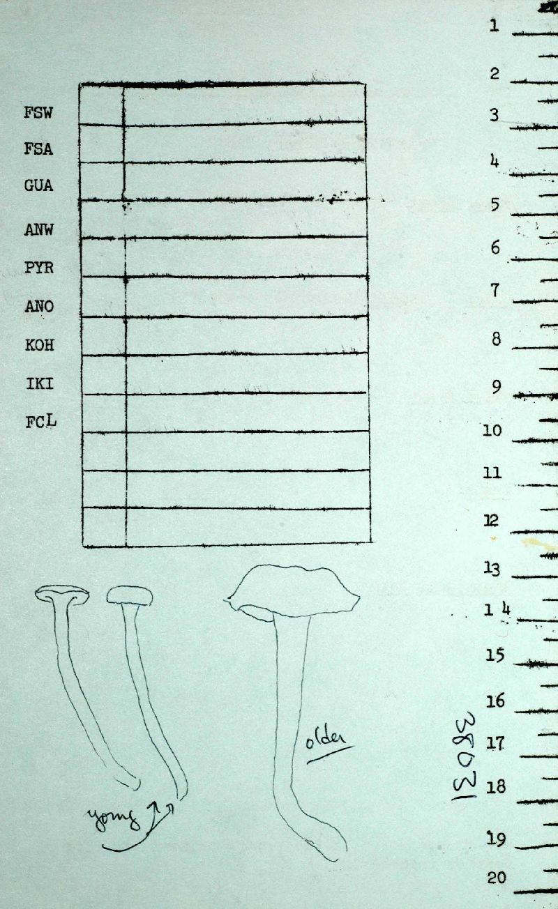 Craterellus pallidipes image