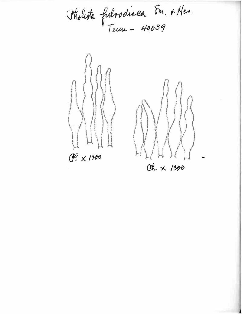 Pholiota fulvodisca image