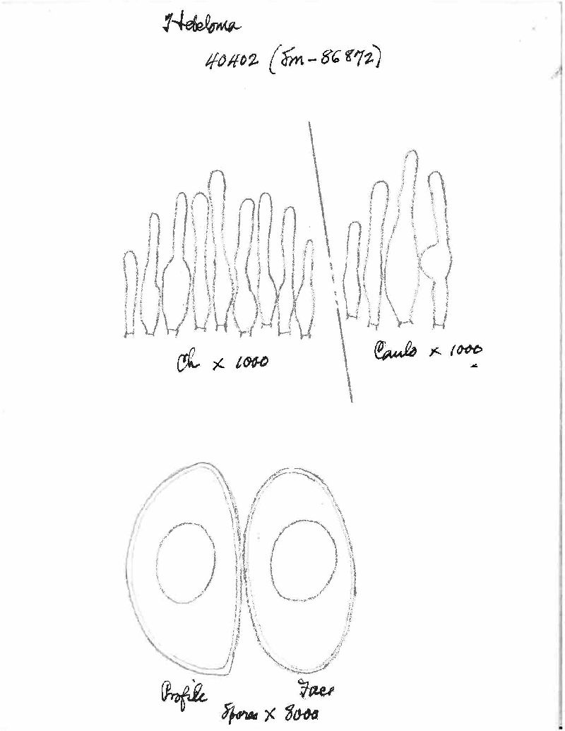 Hebeloma brunneodiscum image