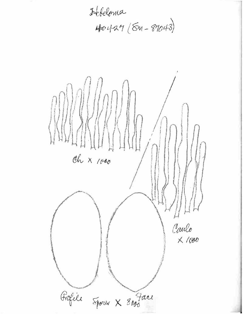 Hebeloma substrophosum image