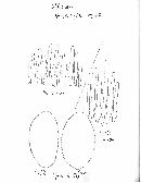 Hebeloma substrophosum image