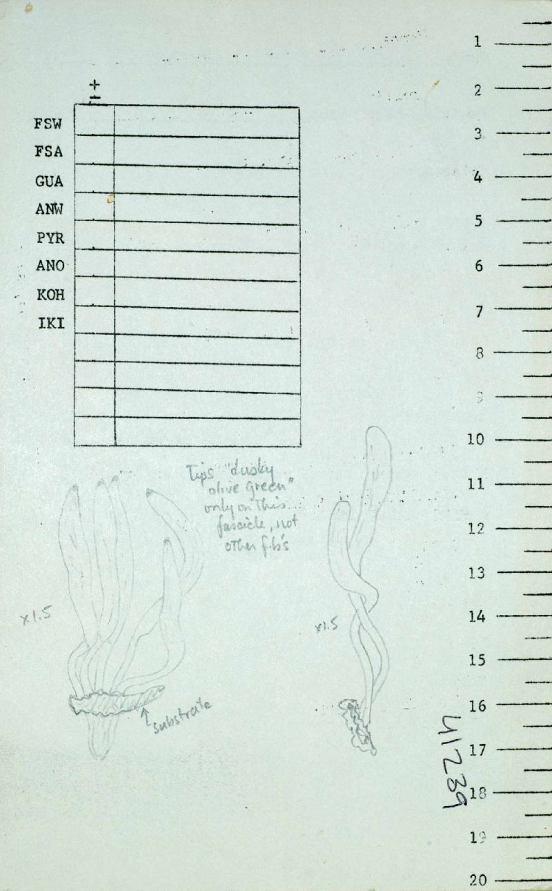 Clavulinopsis aurantia image