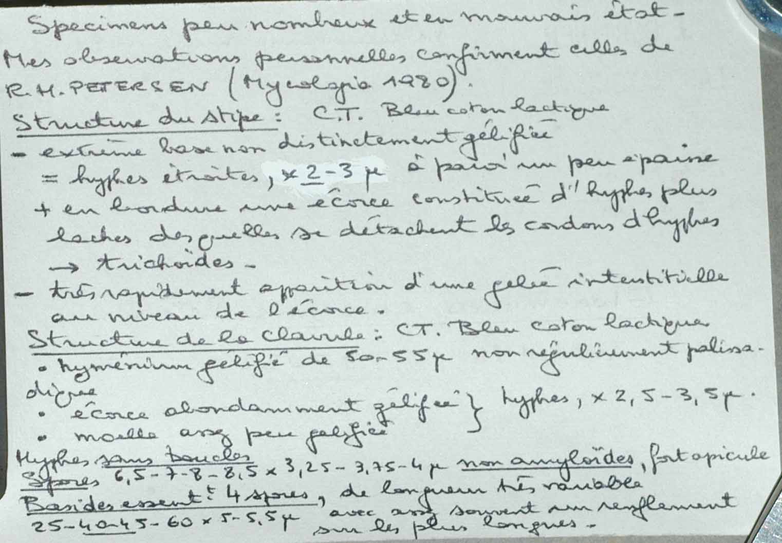 Gloeomucro chlorinus image