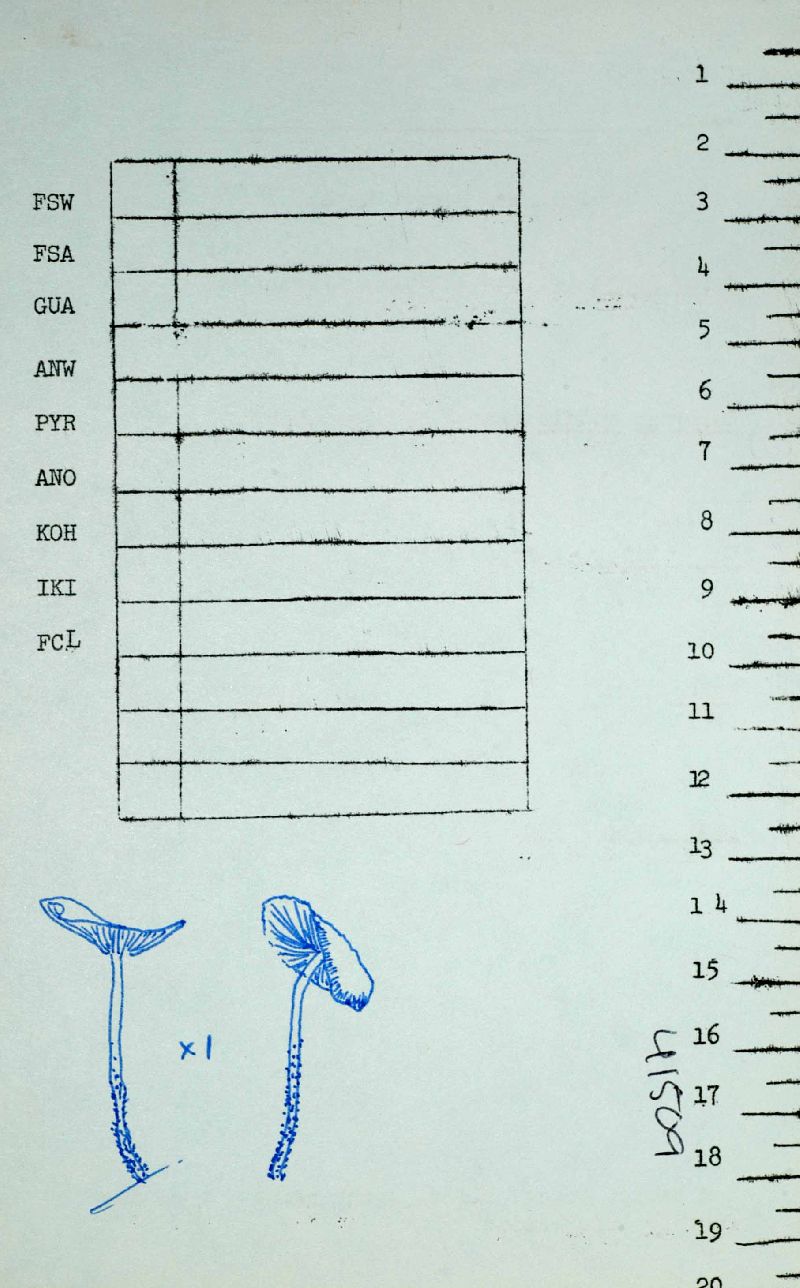 Collybia albipilata image