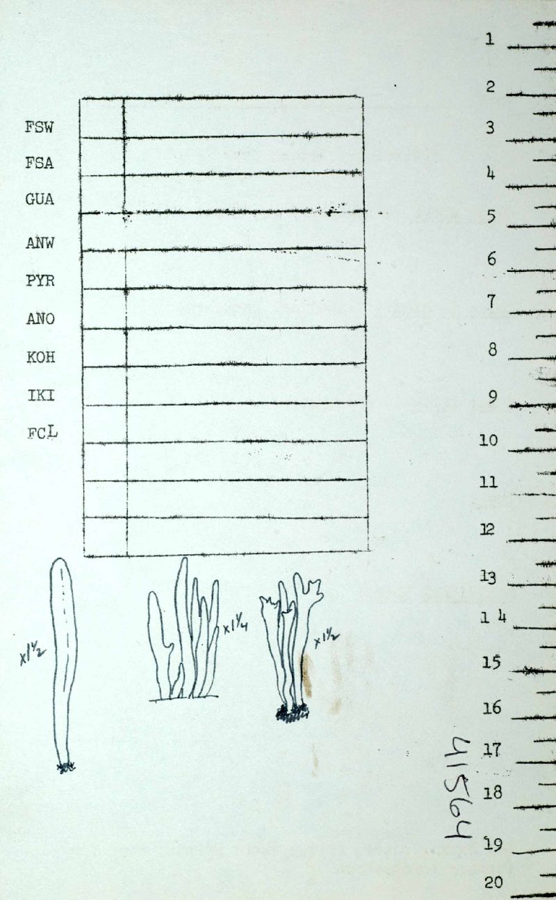 Clavaria isabellina image