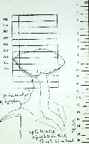 Entoloma fasciculatum image