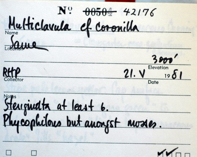 Multiclavula coronilla image