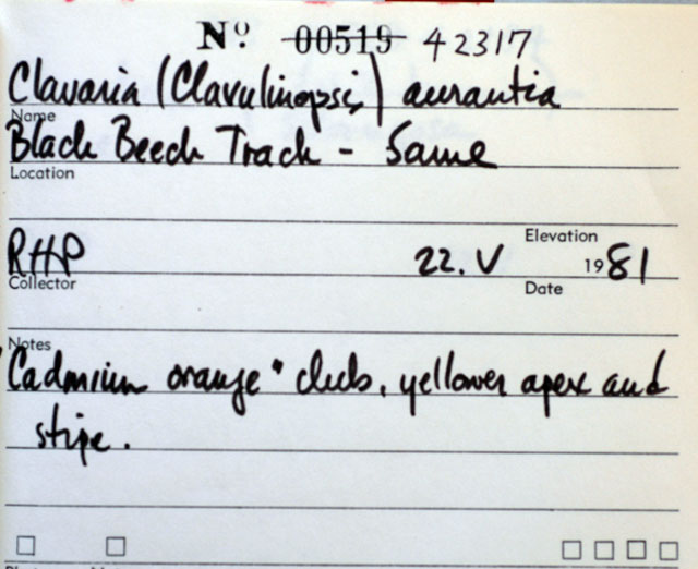 Clavulinopsis depokensis image