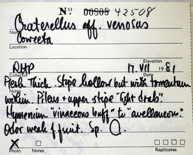 Craterellus venosus image