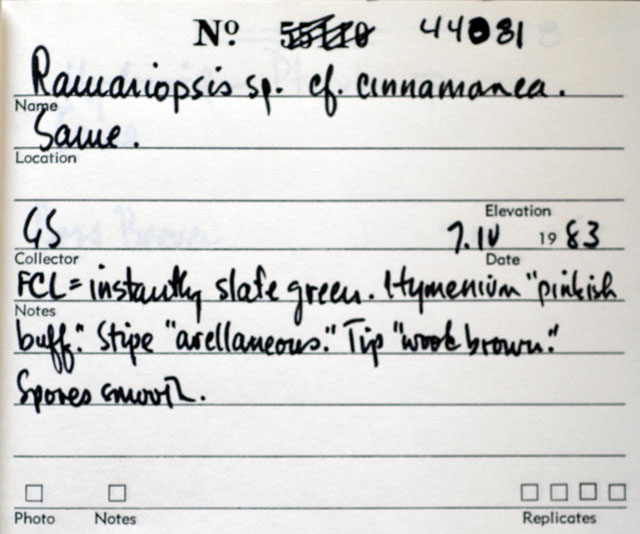 Clavulinopsis cinnamomea image