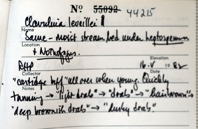 Clavulina leveillei image