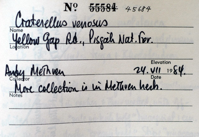 Craterellus venosus image