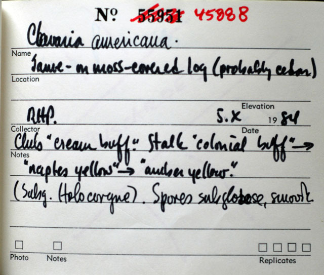 Clavaria globospora image