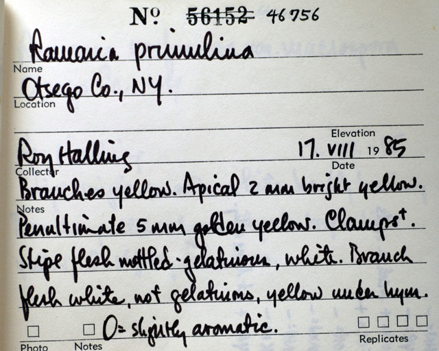 Ramaria primulina image