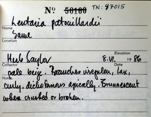 Lentaria patouillardii image