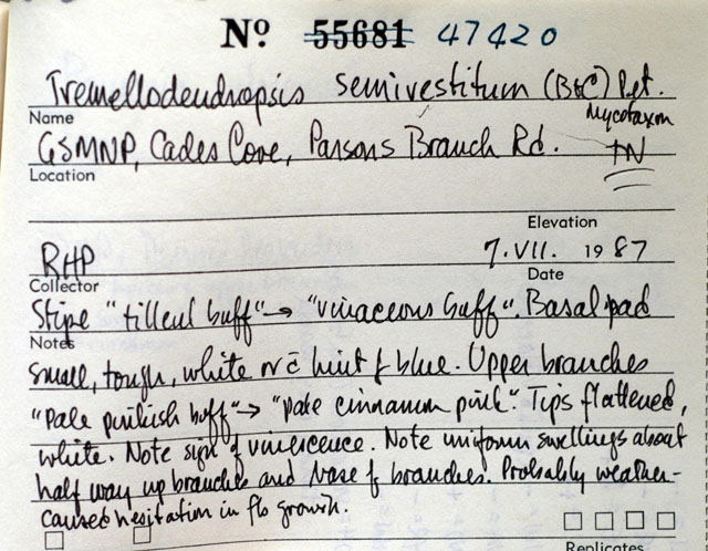 Tremellodendropsis semivestita image