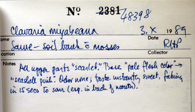 Clavaria miyabeana image