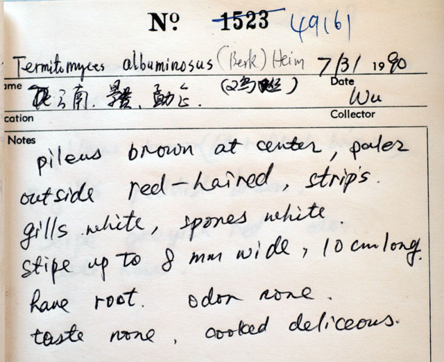 Macrolepiota albuminosa image