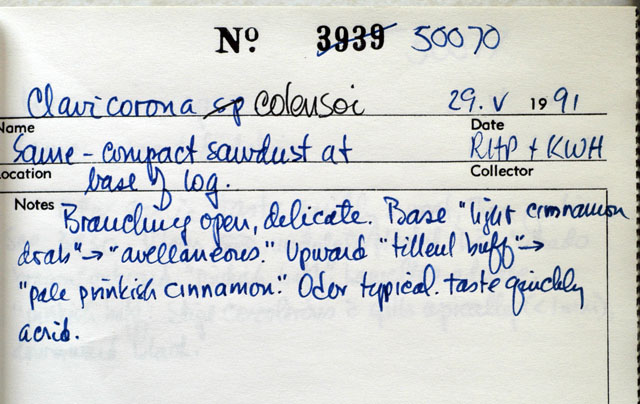 Artomyces candelabrus image