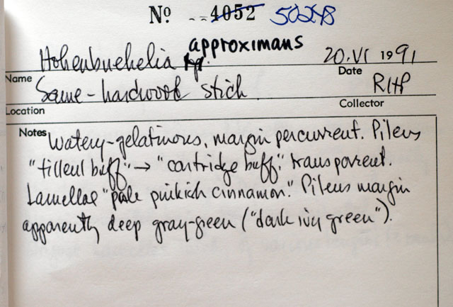 Hohenbuehelia approximans image