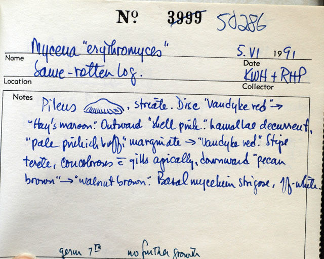 Mycena erythromyces image