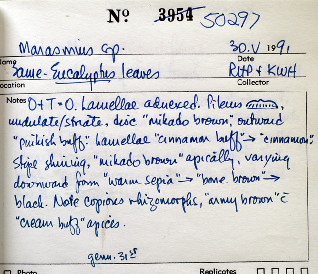 Marasmius kanukaneus image