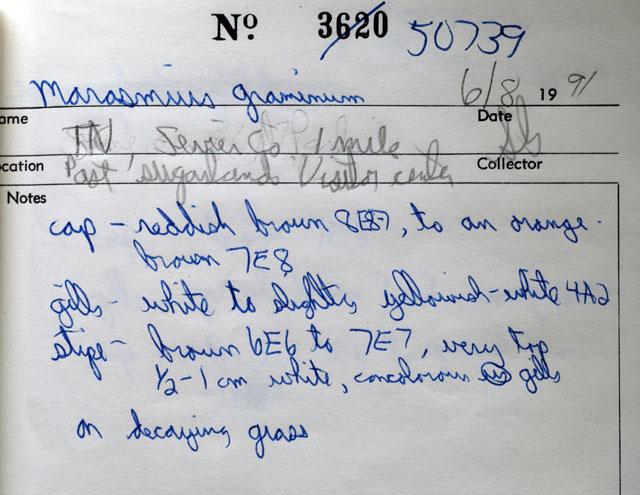Marasmius graminis image