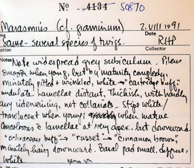 Marasmius graminis image