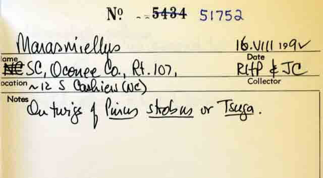 Collybiopsis minor image