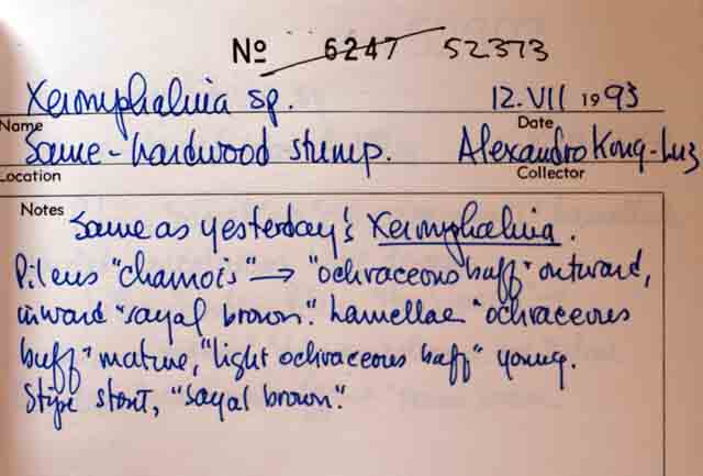 Xeromphalina helbergeri image
