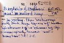 Xeromphalina kauffmanii image