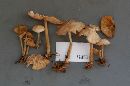 Gymnopus confluens image