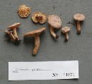 Lactarius griseus image